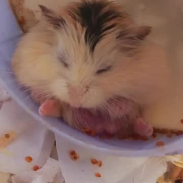 Hamster Sleep