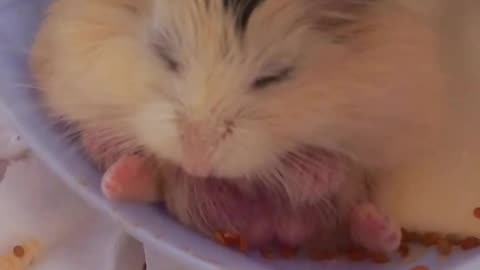 Hamster Sleep