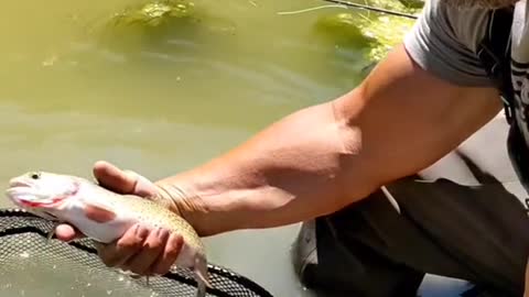 Anglers! what's your go to dry fly in the fall