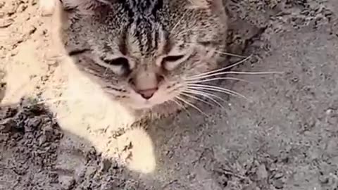 CATS FUNNY VIDEO