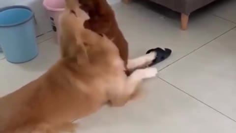 Funny Dogs, Try Not To Laugh