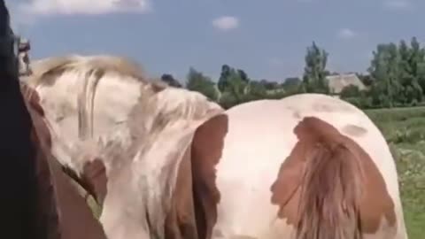 Stallion went for a walk in a herd of mares । Beautiful Horses