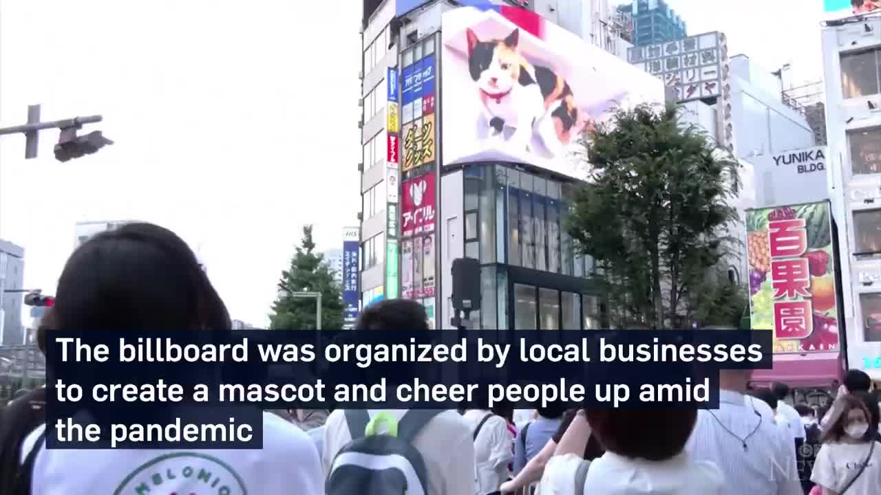 Giant 3D cat billboard dazzles in Tokyo