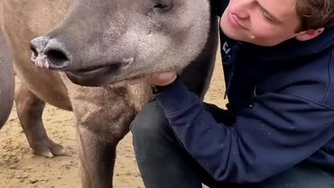 Reply to @ozzieian Brazilian tapirs are so underrated #tapir #wildlife #animals #zoo #braziliantapir