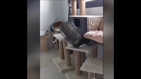 Funny Parrot and Cat video