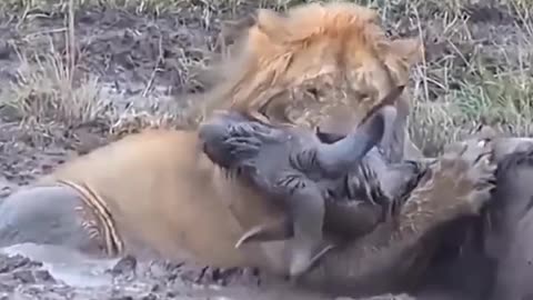 There fight between lion and wild ox #lion fight