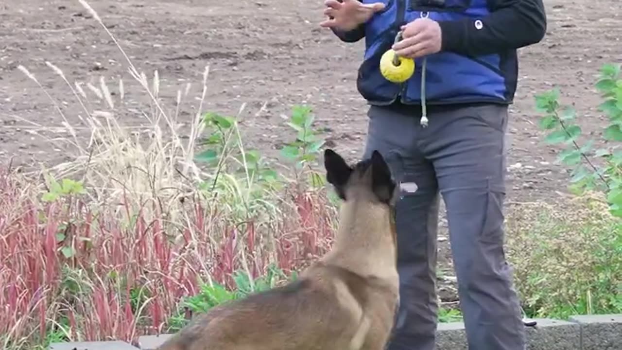 Teach your dog through progressively harder situations instead of punishment for failure to listen.