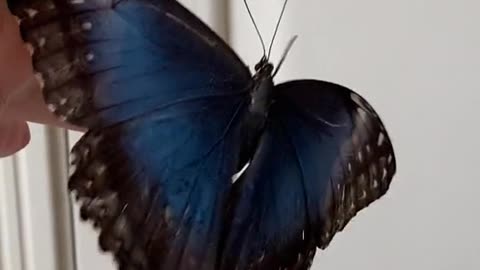 Beautiful butterfly in the world wide . One more watching