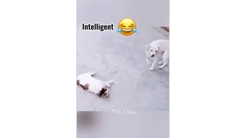 Funny Cat & Dog