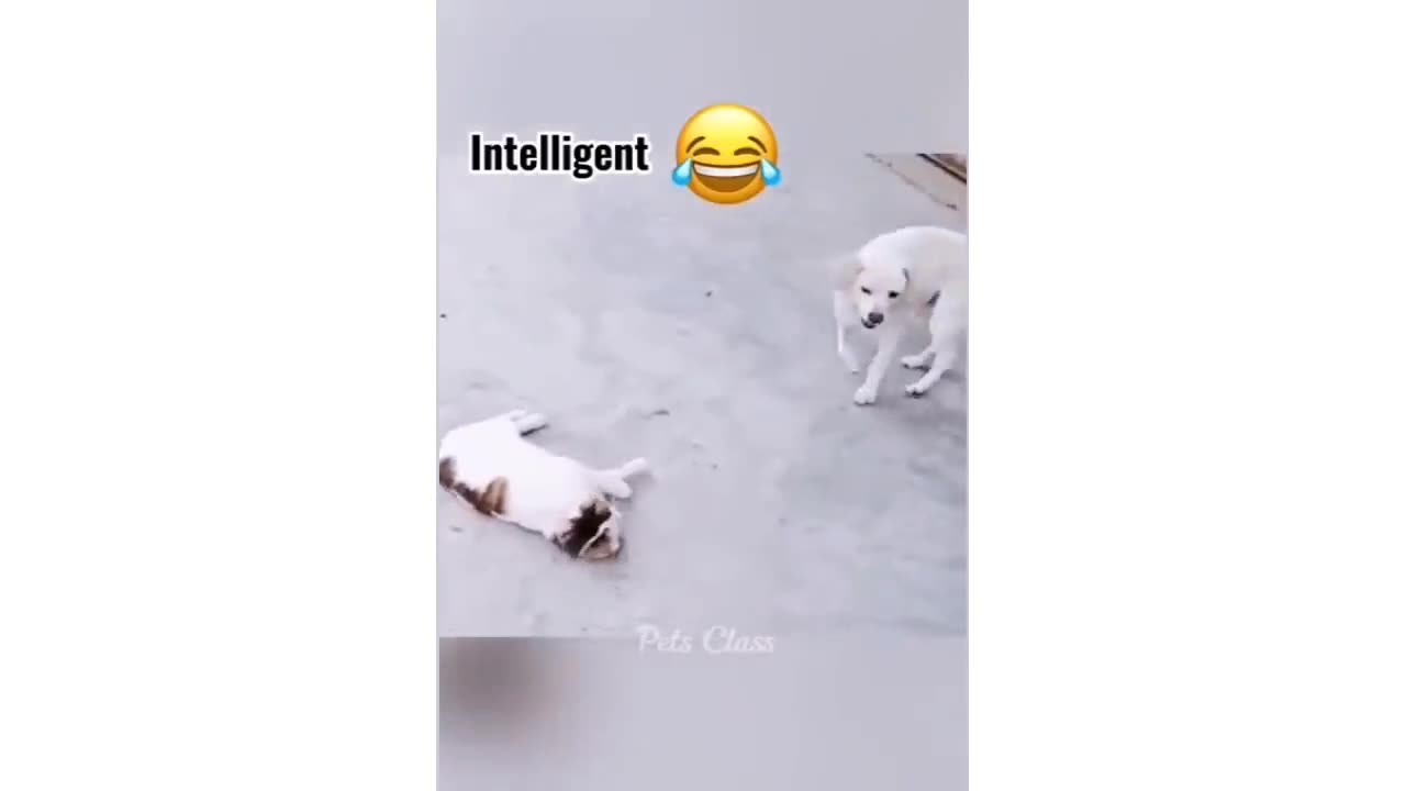 Funny Cat & Dog