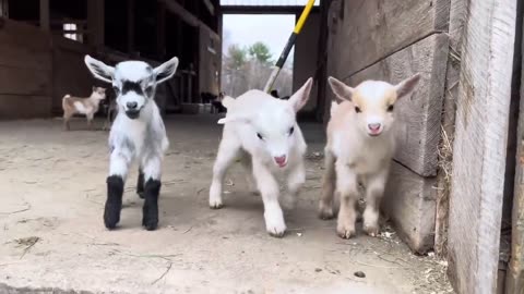 24 Inquisitive Baby Goats!