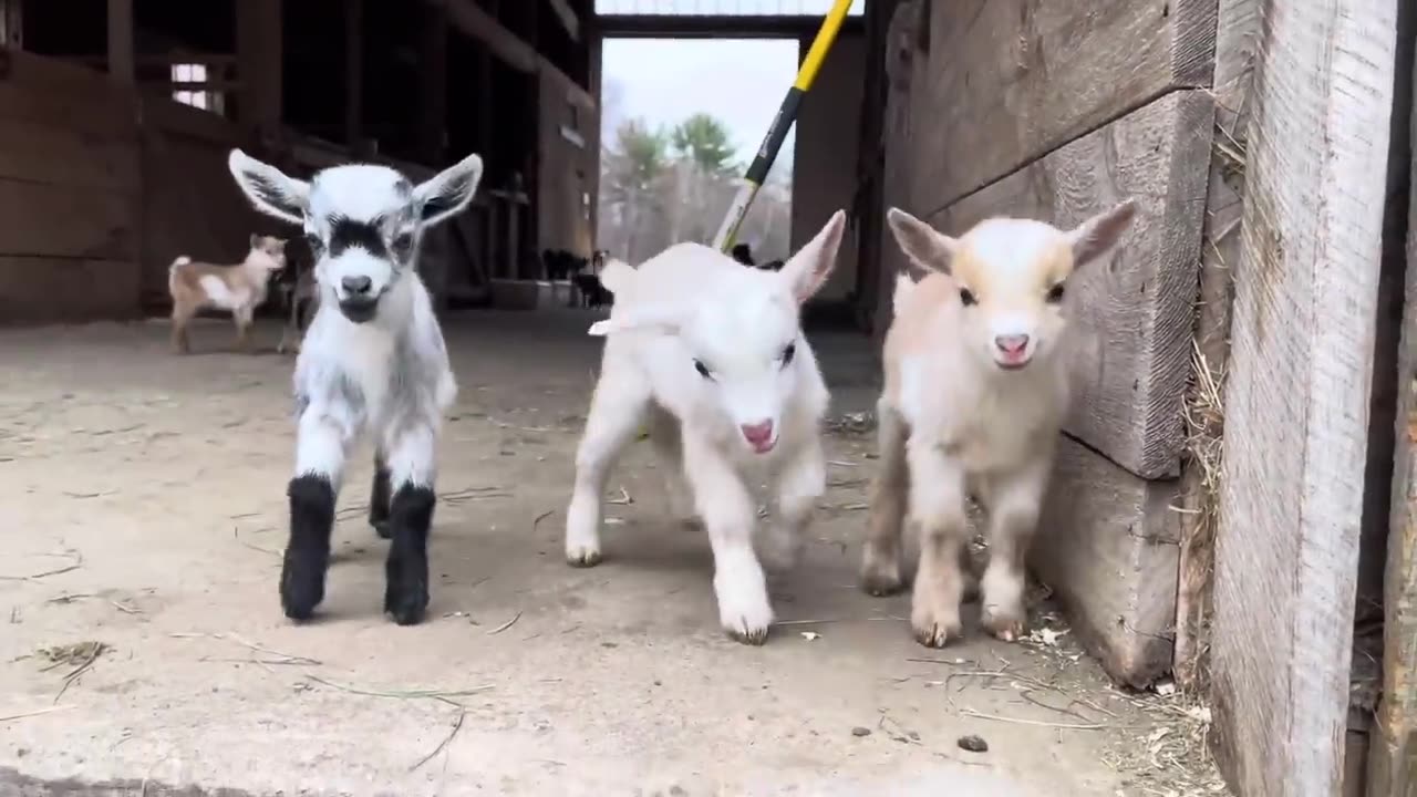 24 Inquisitive Baby Goats!