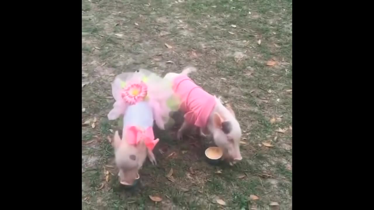 Cute Baby Micro Teacup Pig - BEST Compilation!