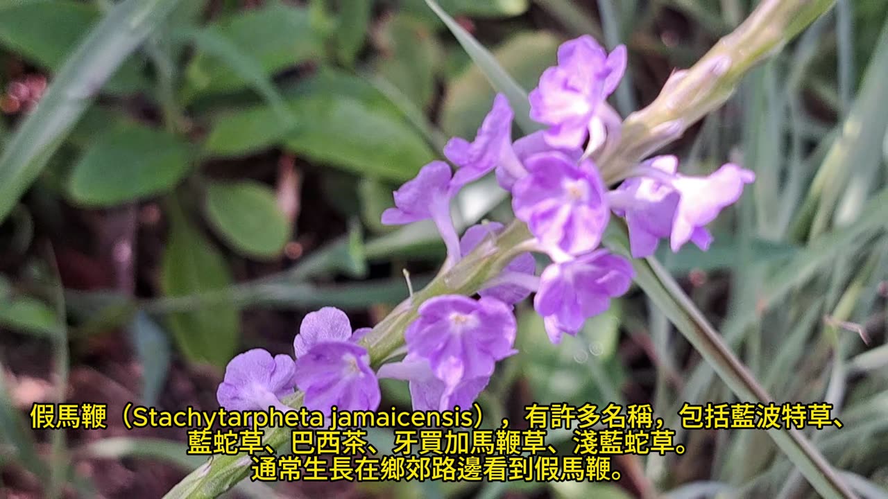 假馬鞭 Stachytarpheta jamaicensis／blue porterweed