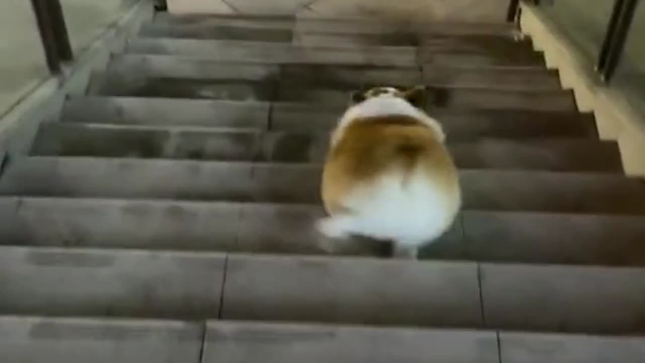 Dogs Down the Stairs Laugh Together, Stuck with the Music, The Last One Comes On