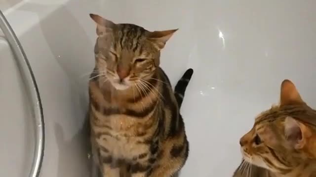 A cat that likes drinking water.