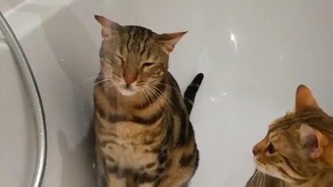 A cat that likes drinking water.