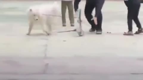 Skateboard puppy