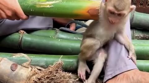 Animal video. Monkey