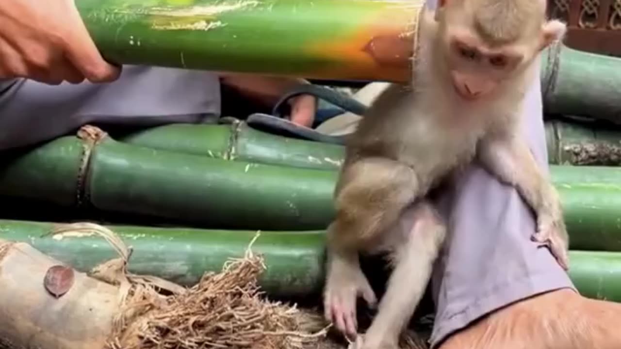 Animal video. Monkey