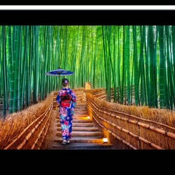 Did You Know? Sagano Bamboo Forest || FACTS || TRIVIA