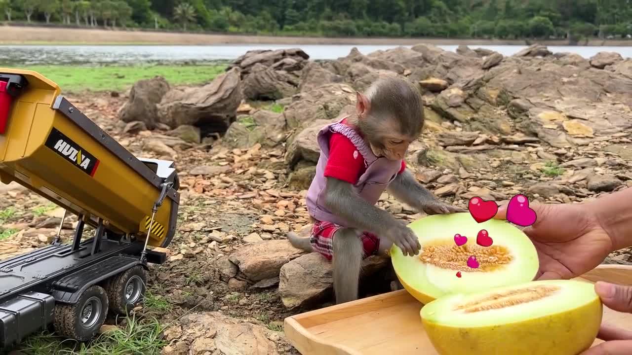 Smart Bim Bim picks watermelons to make watermelon ice cream for ducklings-11