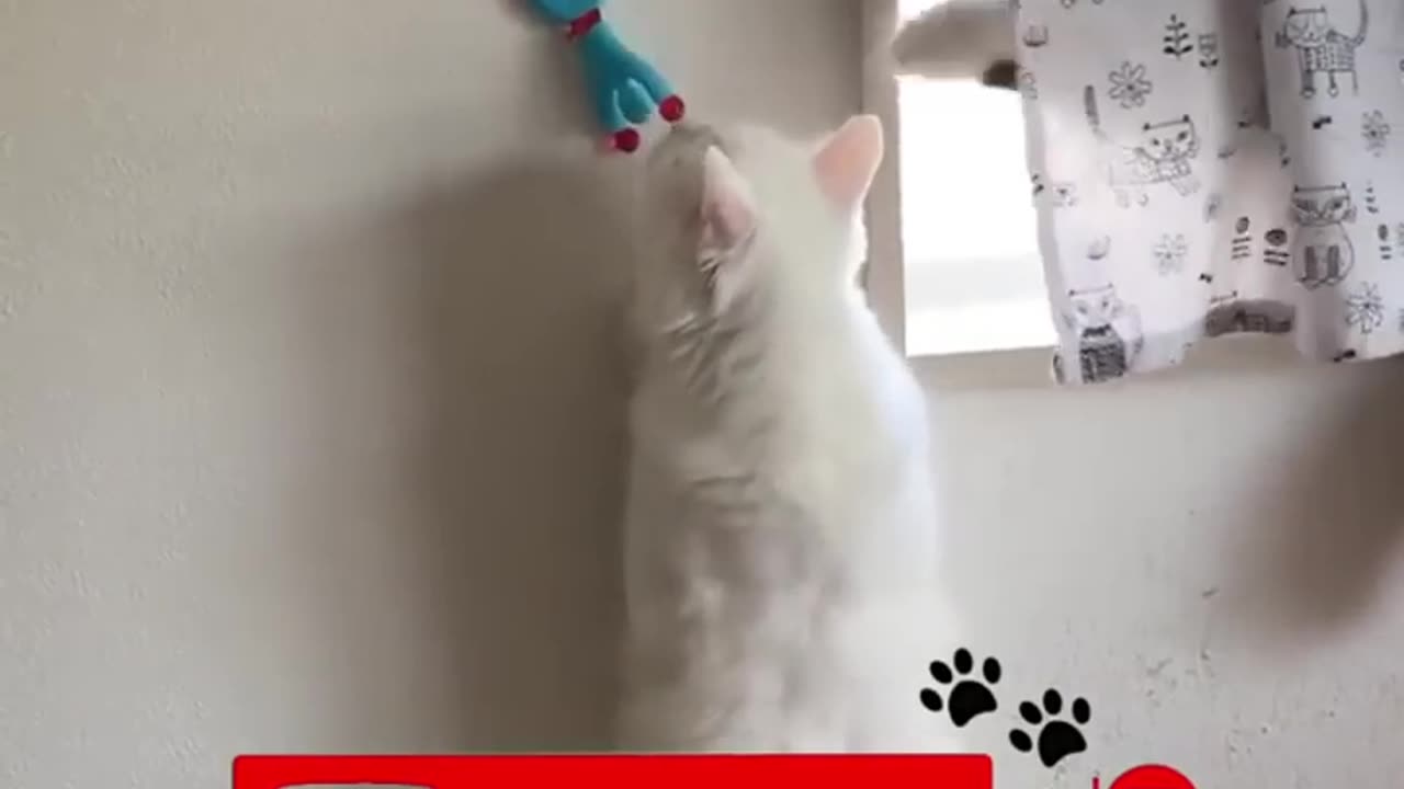 Funniest dog 🐶 and cat 🐈 videos that make you laugh 😂