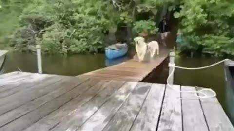 Cute and funny animals video compilation
