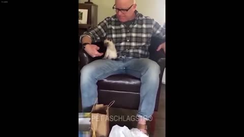 CLASSIC Dog and Cat Videos 1 HOURS of FUNNY Clips
