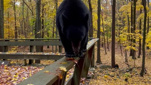Bear Pouts When Told to Get Down off Deck