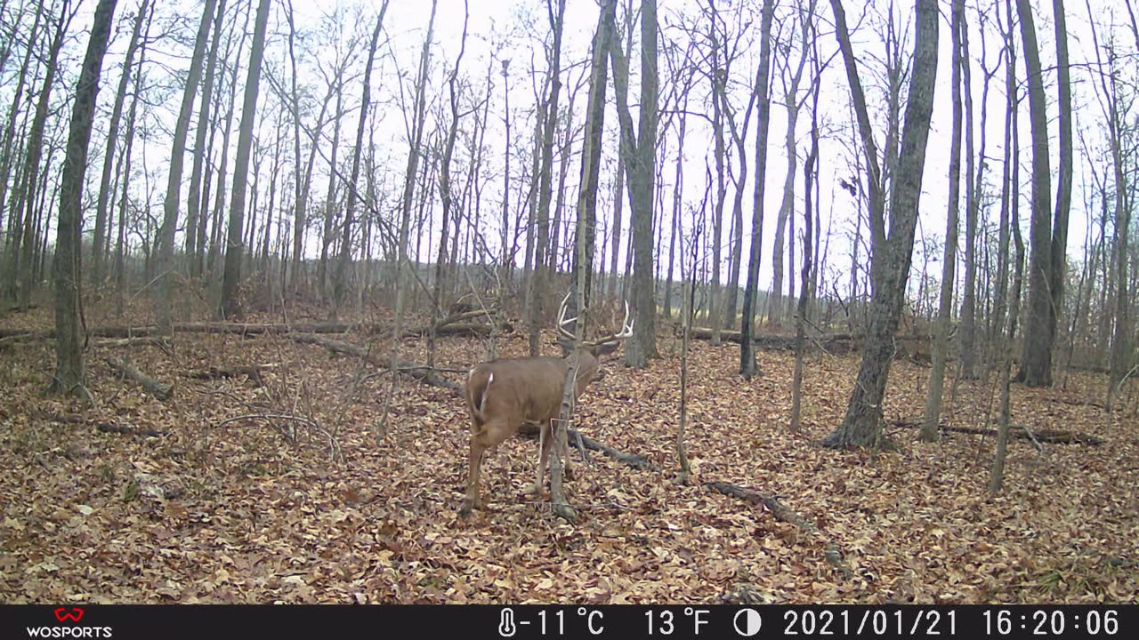 Buckley trail cam buck 11.29.23