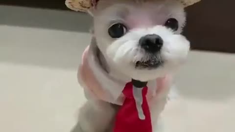 Dress changing dog