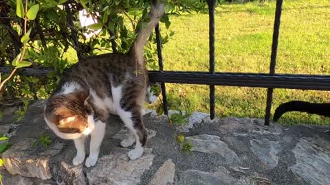 Calico cat who likes to bite me is waiting for me everyday at the cat park