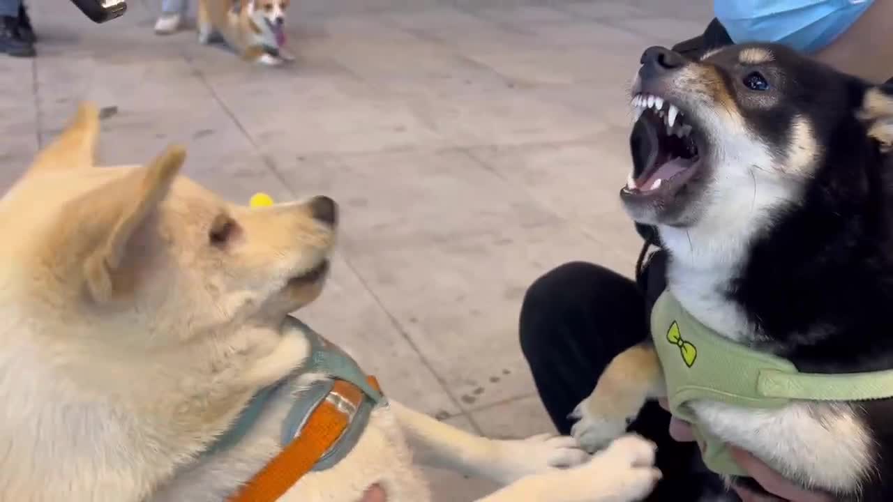 They are scolding each other