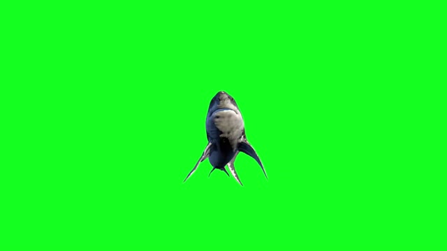 animal shark style video keying green screen