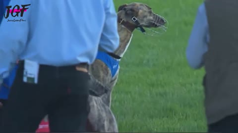 Greyhound dog racing - Track race 480m