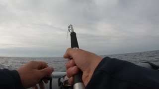 Bluefin Tuna hunting