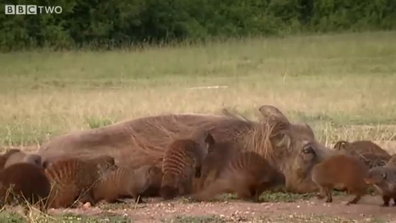 This Warthog took a trip to the Mongoose Spa | Banded Brothers