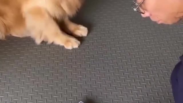 Smart Dog