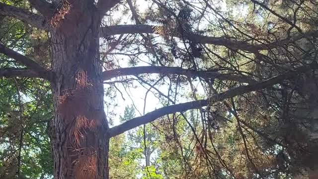 Mama Squirrel Adopts Orphaned Baby