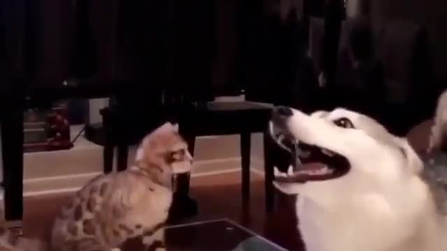 Cat vs Dog