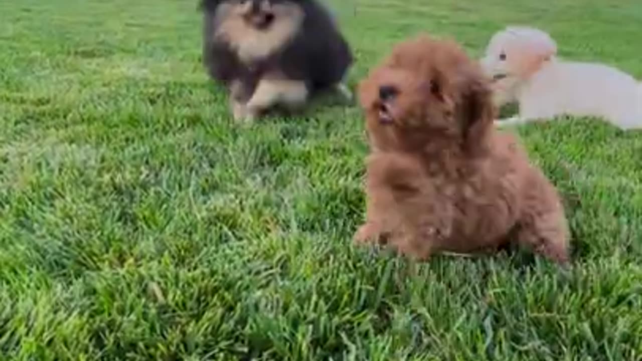 Cute Puppies Playing In Garden