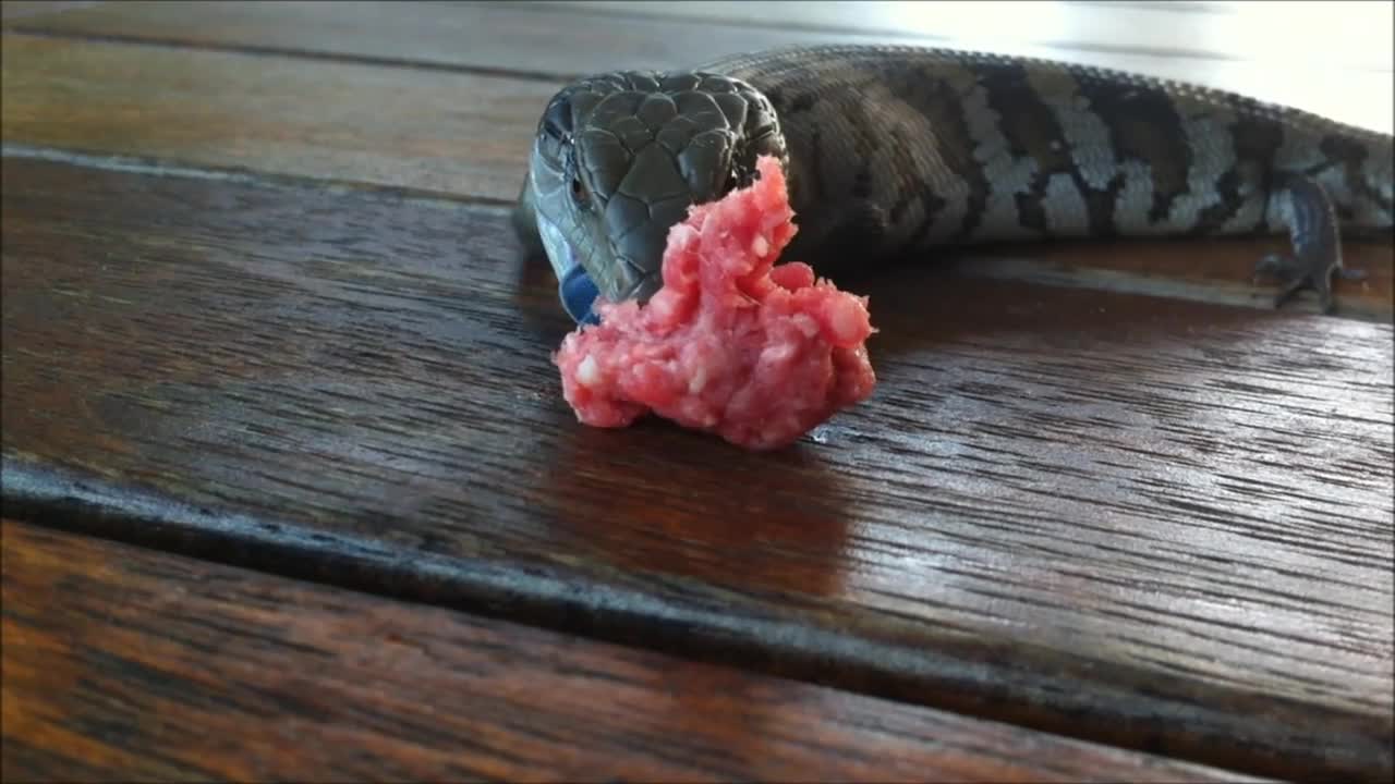 Rescued blue tongue lizard feeding on mince meat