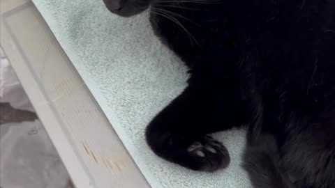 Adopting a Cat from a Shelter Vlog - Cute Precious Piper Yawns 3 Times in One Video #shorts