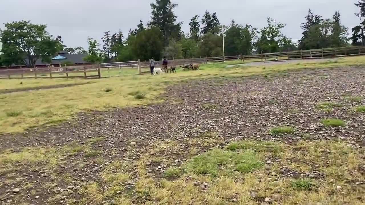 German Shepherd Attacks Pitbull [OFF LEASH DOG PAR]