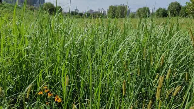 grass field blowing in the wind