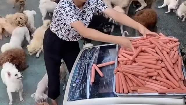 Amazing pet owner. Dog feeding. Dog lover