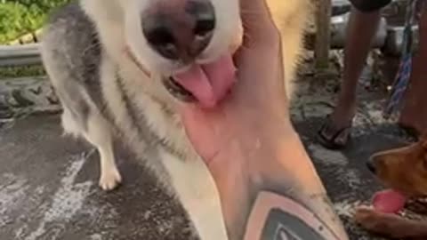 Husky my cute 🥰 🥰🥰🥰😍😍😍🤘🤘