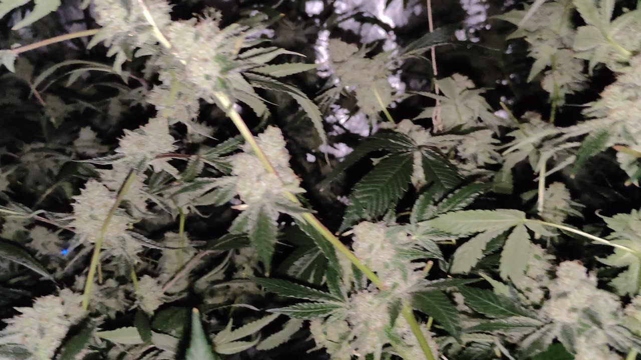 Day 42 from flip Fire OG/AR (Clones), Blackberry Hammer (Clones) Hash Run