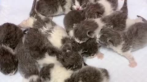 OMG So Cute Cats ♥ Best Funny Cat ❤️🐈Videos 2021 #shorts